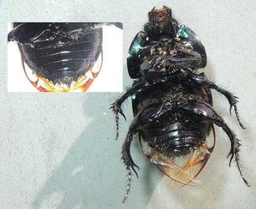Réf. 268 105 : Geotrupes spiniger
